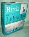 Todd, Birds Labrador